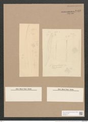 Pleurosigma longinimum Cleve (de-Toni-Nr.: Genus 13, Species 1086) Zeichnungen Sammlung Grunow Nr. 2109 (NHMW-BOT-W0369137)